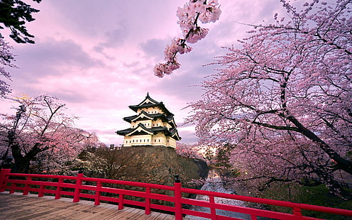 Cherry Blossoms Iii., Paisagem, cereja, natureza, flores, primavera, sakura, japonês, japão, natureza e lan, HD papel de parede HD wallpaper