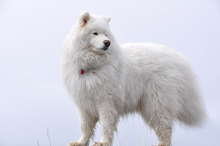 Samoyedo blanco adulto, samoyedo, esponjoso, perro, Fondo de pantalla HD