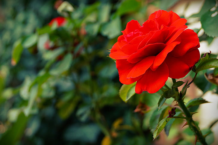 Red Rose, Rose, Flowers, Leaves, Nature, red rose, rose, flowers, leaves, nature, 4912x3264, HD wallpaper