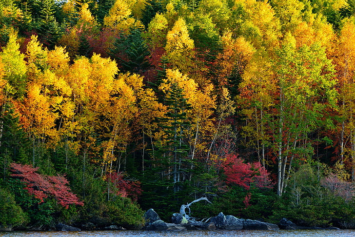 jesień, jesień, foliage, krajobraz, liść, liście, natura, drzewo, Tapety HD