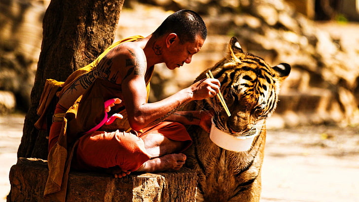 tatuaggio di profondità di campo della tigre che si siede mangiando porcellana, Sfondo HD