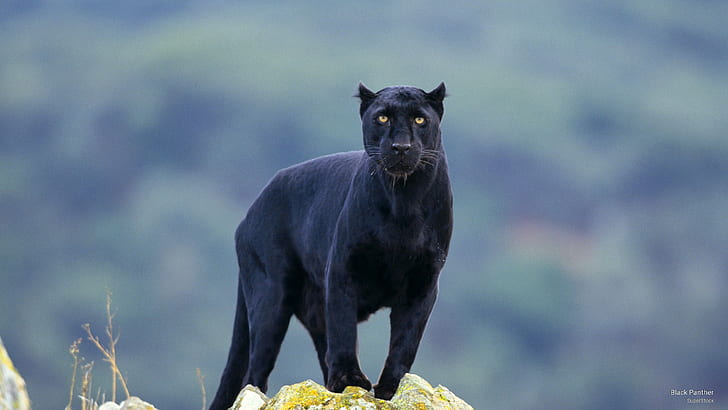 Black Panther, Animals, HD wallpaper | Wallpaperbetter