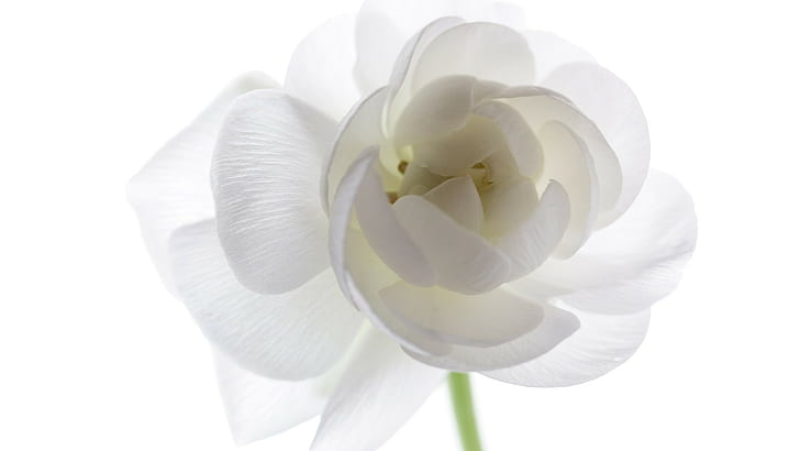vit blomma bild, vit blomma, HD tapet