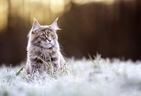 kot, zwierzęta, przyroda, kot rasy Maine Coon, Tapety HD HD wallpaper