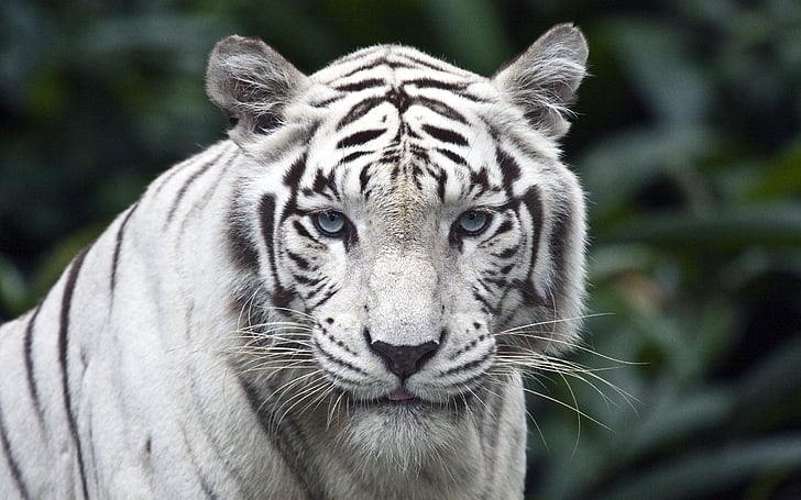 tigre branco, tigre branco, jardim zoológico, HD, HD papel de parede