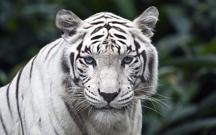Tigre blanco, zoológico, Fondo de pantalla HD