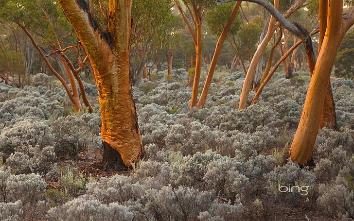 Eucalyptus-2013 Bing widescreen wallpaper, brown trees, HD wallpaper