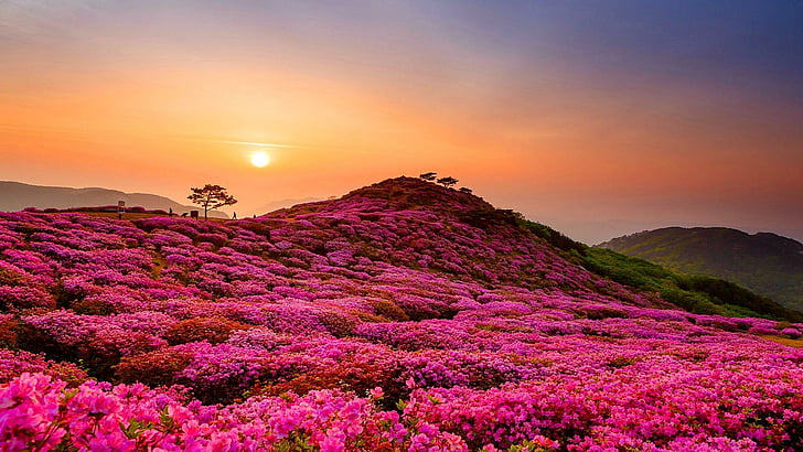 Blumenfelder, Landschaft, Feld, Hang, Hügel, Hügel, Blumen, HD-Hintergrundbild