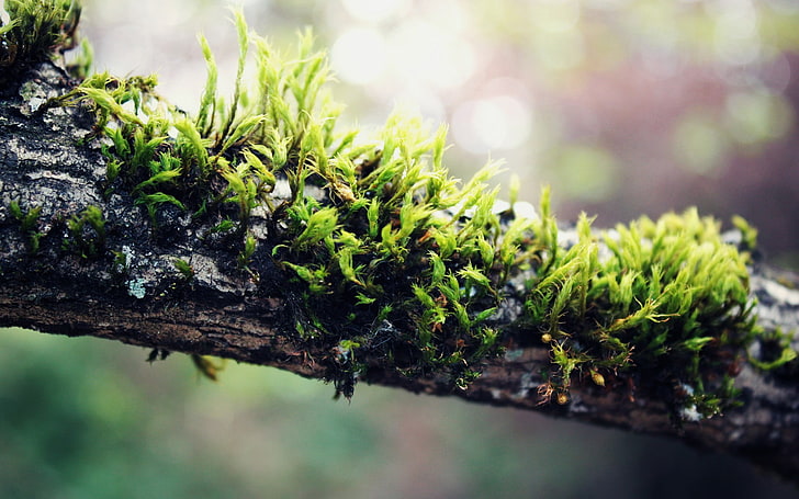 daun hijau, foto closeup cabang pohon, makro, alam, tanaman, kayu, closeup, Wallpaper HD