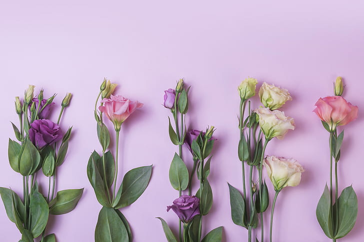 kwiaty, tło, różowy, fioletowy, eustoma, Tapety HD