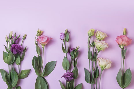цветы, фон, розовый, фиолетовый, эустома, HD обои HD wallpaper