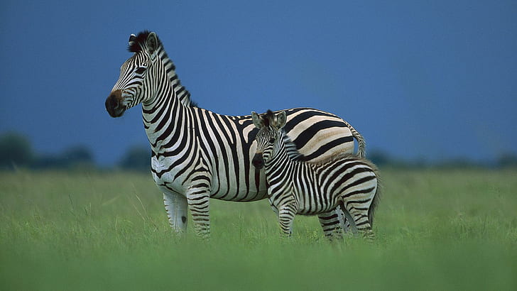 Zebra Mother Baby, two zebras photo, mother, zebra, cute, baby, animals, HD wallpaper