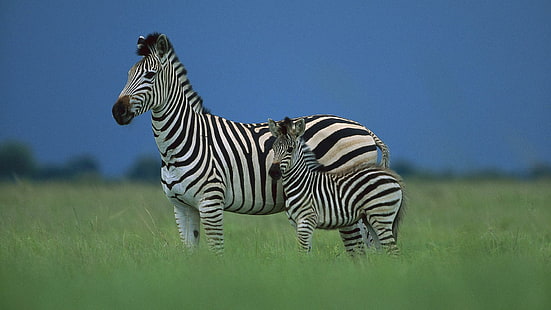 Zebra-Mutter-Baby, Foto mit zwei Zebras, Mutter, Zebra, niedlich, Baby, Tiere, HD-Hintergrundbild HD wallpaper