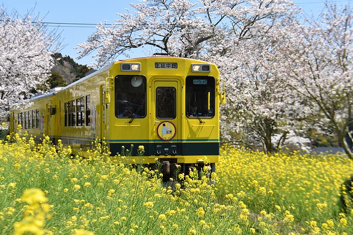árboles, paisaje, naturaleza, Parque, tren, primavera, Japón, césped, floración, cereza, Fondo de pantalla HD