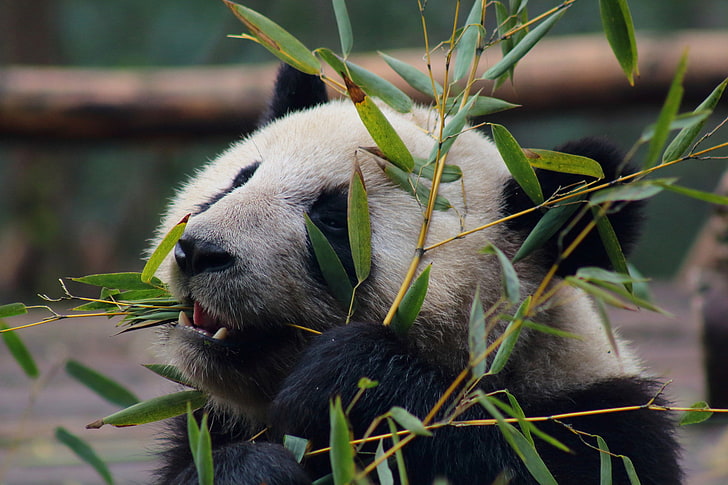 panda, animals, leaves, Zoo, HD wallpaper
