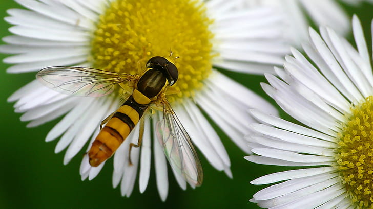 жълта и черна пчела, муха, муха, жълта, черна, пчела, муха, Япония, насекомо, природа, цвете, макро, близък план, животно, лято, цветен прашец, растение, опрашване, зелен цвят, венчелистче, HD тапет
