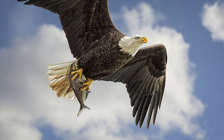 Captura de águia, águia, Águia, pássaro, predador, asas, voando, peixe, captura, produção, céu, HD papel de parede