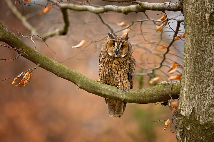 autumn, look, leaves, branches, nature, background, tree, owl, bird, motley, HD wallpaper