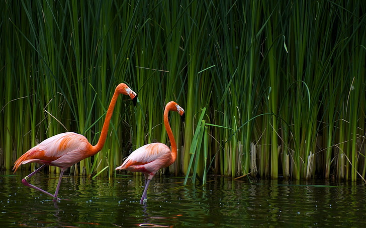 two pink flamingos, flamingos, birds, reeds, HD wallpaper