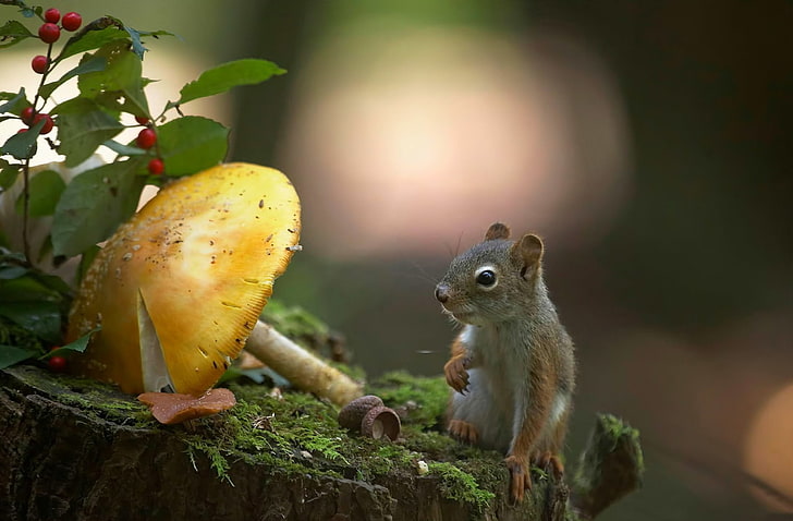 squirrel, mushroom, animals, nature, plants, HD wallpaper