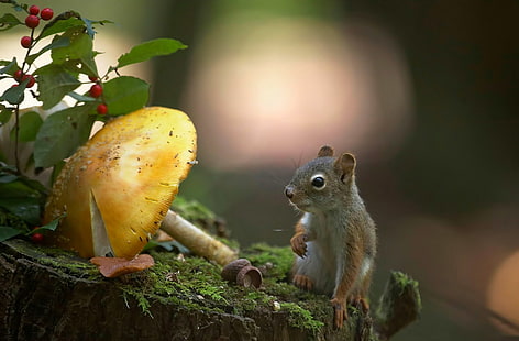 squirrel, mushroom, animals, nature, plants, HD wallpaper HD wallpaper