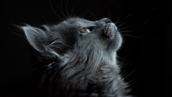 котка, тъмно, черно, профил, животно, лице, очи, HD тапет HD wallpaper