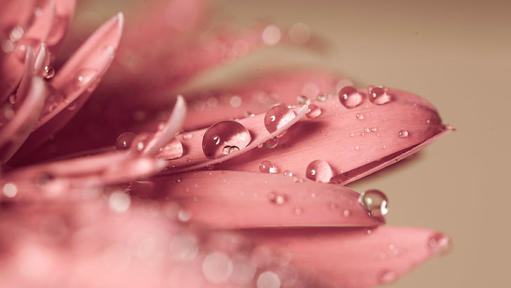macro shot of pink flowers, flower, drop, 4k, HD wallpaper