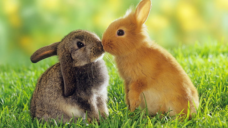 Lapin mignon, adorable, lapins, velu, herbe, lapin mignon, adorable, lapins, velu, herbe, Fond d'écran HD