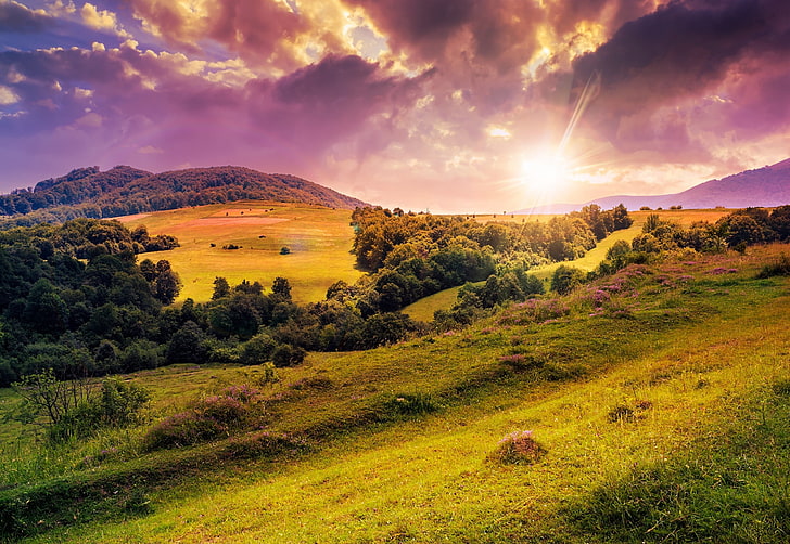 green leafed trees, the sun, trees, flowers, nature, hills, clearing, sun, meadow, lawn, HD wallpaper