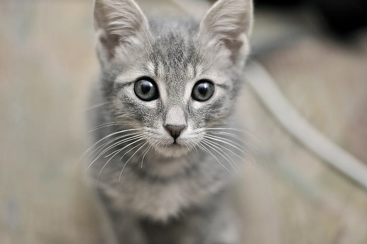 Anak Kucing, Wajah, Mata, Ketakutan, Wallpaper HD