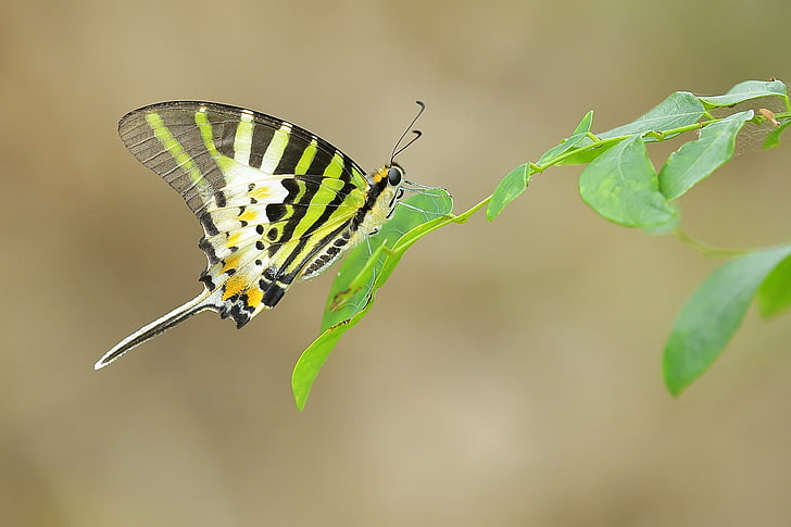 Makro, Insekt, Schmetterling, Pflanzen, HD-Hintergrundbild