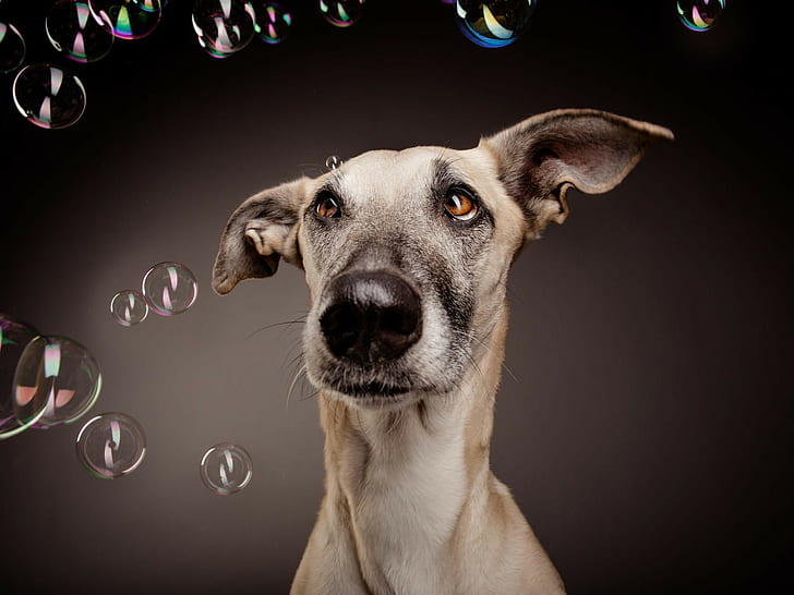 animaux, chien, bulles, Fond d'écran HD