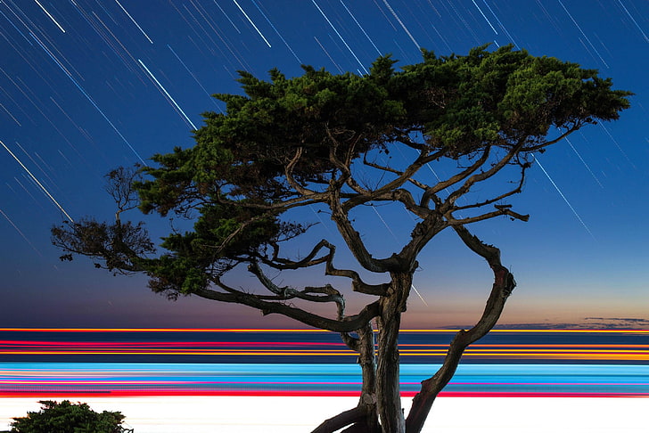 trees, digital art, HD wallpaper
