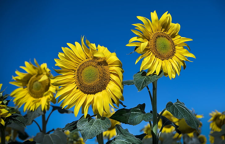 blaue, gelbe, gelbe Blumen, Blumen, Sonnenblumen, Pflanzen, HD-Hintergrundbild