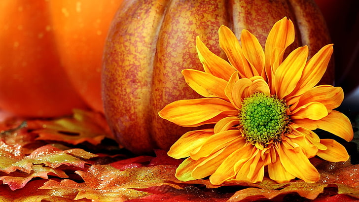 pumpkin, orange, vegetable, squash, produce, food, halloween, autumn, fall, october, holiday, seasonal, fruit, harvest, season, yellow, plant, pumpkins, decoration, gourd, thanksgiving, HD wallpaper