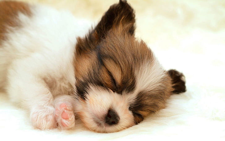 น่ารัก Papillon Puppy นอนน่ารักลูกสุนัขสัตว์, วอลล์เปเปอร์ HD