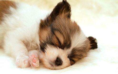 น่ารัก Papillon Puppy นอนน่ารักลูกสุนัขสัตว์, วอลล์เปเปอร์ HD HD wallpaper