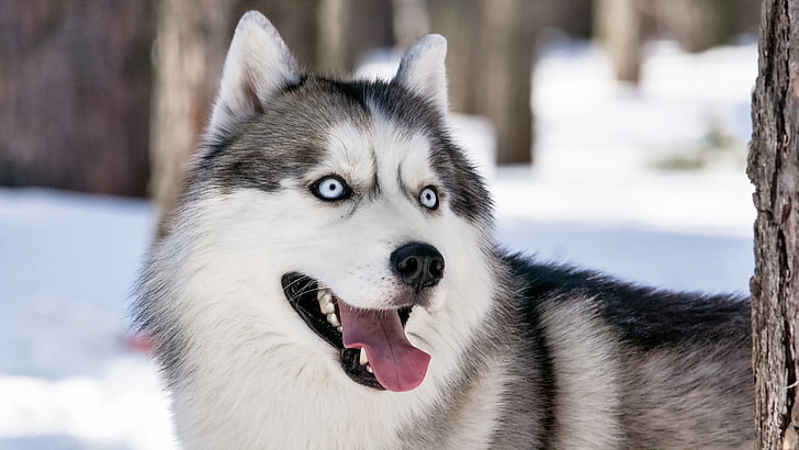 ไซบีเรียนฮัสกี้สีขาวและเทาผู้ใหญ่สุนัขมุมมองฮัสกี้ไซบีเรียนฮัสกี้, วอลล์เปเปอร์ HD