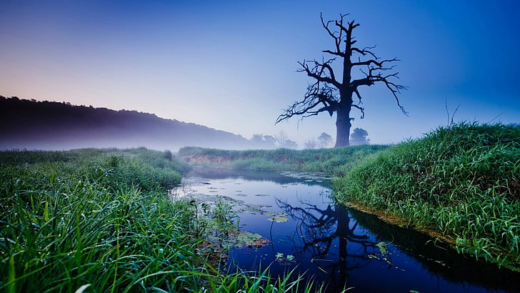 wetland, bayou, fog, misty, dawn, mist, warta, rogalinek, lonely tree, lone tree, nature, old oak, reflection, tree, canal, morning, poland, oak, sky, water, HD wallpaper