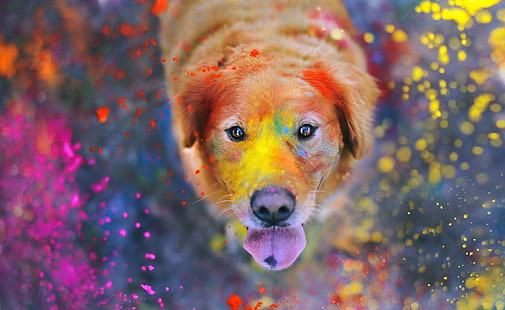 Colorful Dust, โกลเด้นรีทรีฟเวอร์สีเข้มสำหรับผู้ใหญ่, สัตว์, สัตว์เลี้ยง, สีสัน, ฝุ่น, สุนัข, วอลล์เปเปอร์ HD HD wallpaper