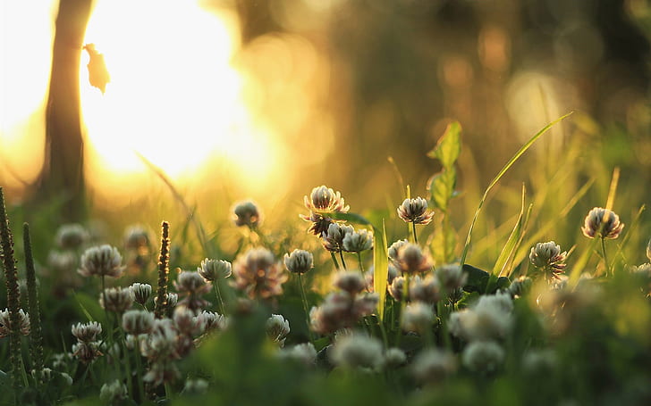 Morgenlicht, Gras, Pflanzen, Blumen, Sonnenstrahlen, Morgenlicht, Gras, Pflanzen, Blumen, Sonne, Strahlen, HD-Hintergrundbild