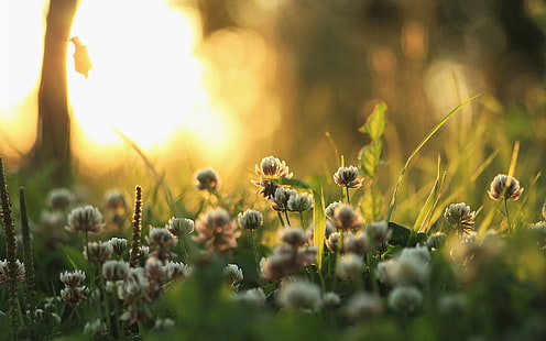 Poranne światło, trawa, rośliny, kwiaty, promienie słoneczne, poranek, światło, trawa, rośliny, kwiaty, słońce, promienie, Tapety HD HD wallpaper