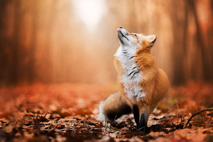 papel de parede de raposa, raposa marrom fechar foto, raposa, animais, natureza, vida selvagem, paisagem, floresta, folhas caídas, folhas vermelhas, HD papel de parede