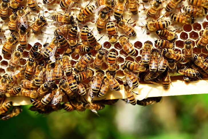 beehive, bees, close up, honey, honey bees, honeycomb, insects, HD wallpaper