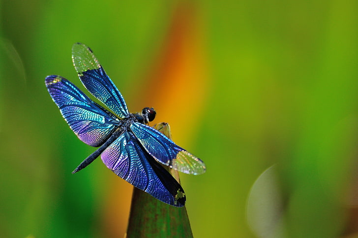 libélula azul, grama, plano de fundo, libélula, HD papel de parede