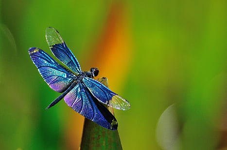 blue dragonfly, grass, macro, background, dragonfly, HD wallpaper HD wallpaper