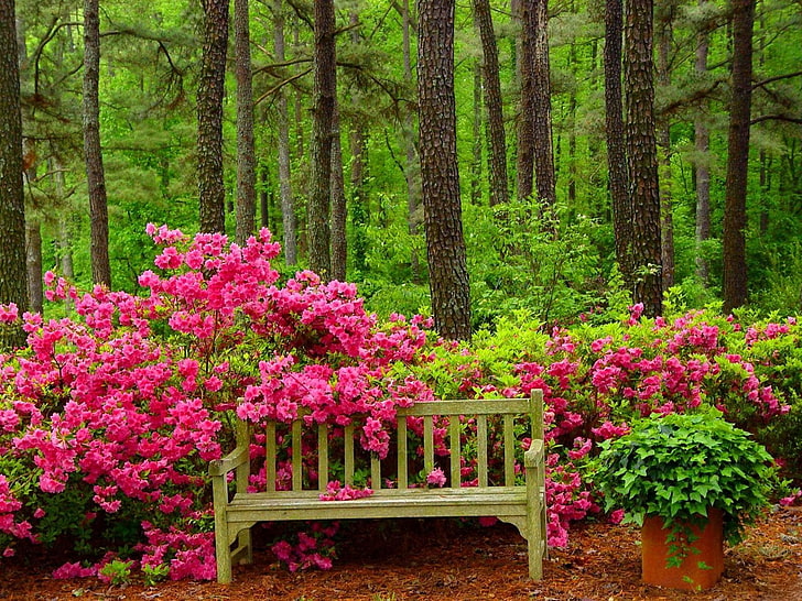 Man Made, Bench, Flower, Forest, Green, Pink Flower, Spring, HD wallpaper