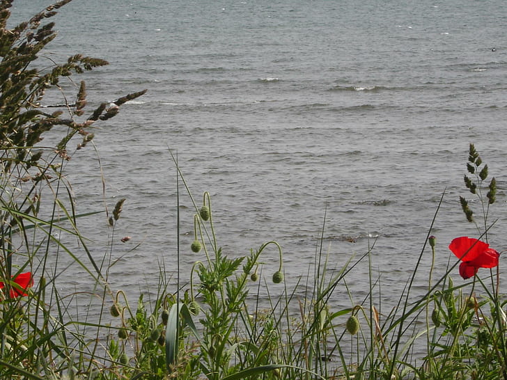 Carnoustie 해변 바다 양귀비, 해변, carnoustie, 꽃, 스코틀랜드, 양귀비, 양귀비, 꽃, 3D 및 초록, HD 배경 화면