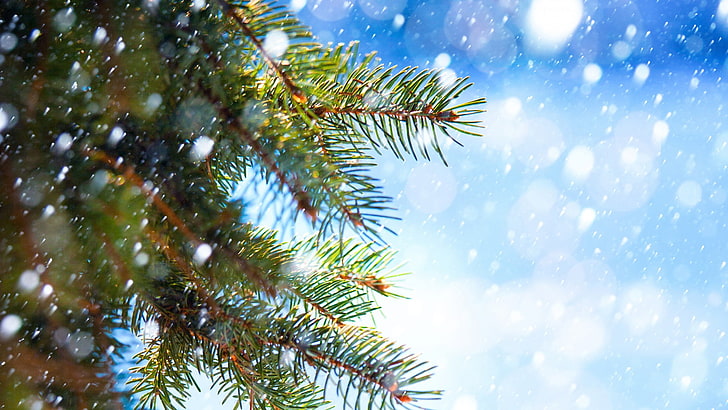 jodła, sport, zimozielony, drzewo, Boże Narodzenie, zima, sosna, Boże Narodzenie, las, pora roku, wakacje, gałąź, rok, Nowy, iglaste, uroczystość, roślina, śnieg, świerk, Tapety HD