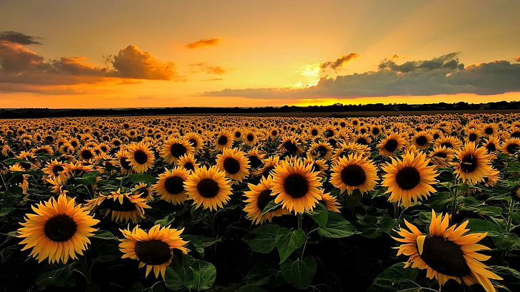 sol, flor, flores amarillas, hierba, cielo, puesta de sol, campo de flores, girasol, campo de girasol, campo, zona rural, amarillo, planta, paisaje, tarde, Fondo de pantalla HD